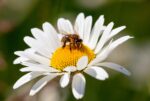 daisy with bee - IBEE cover image