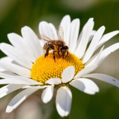 bee or honeybee on white flower of common daisy daisy with bee - IBEE cover image